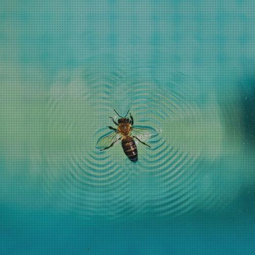 ¿Dónde poder comprar hinchables piscinas abejas?