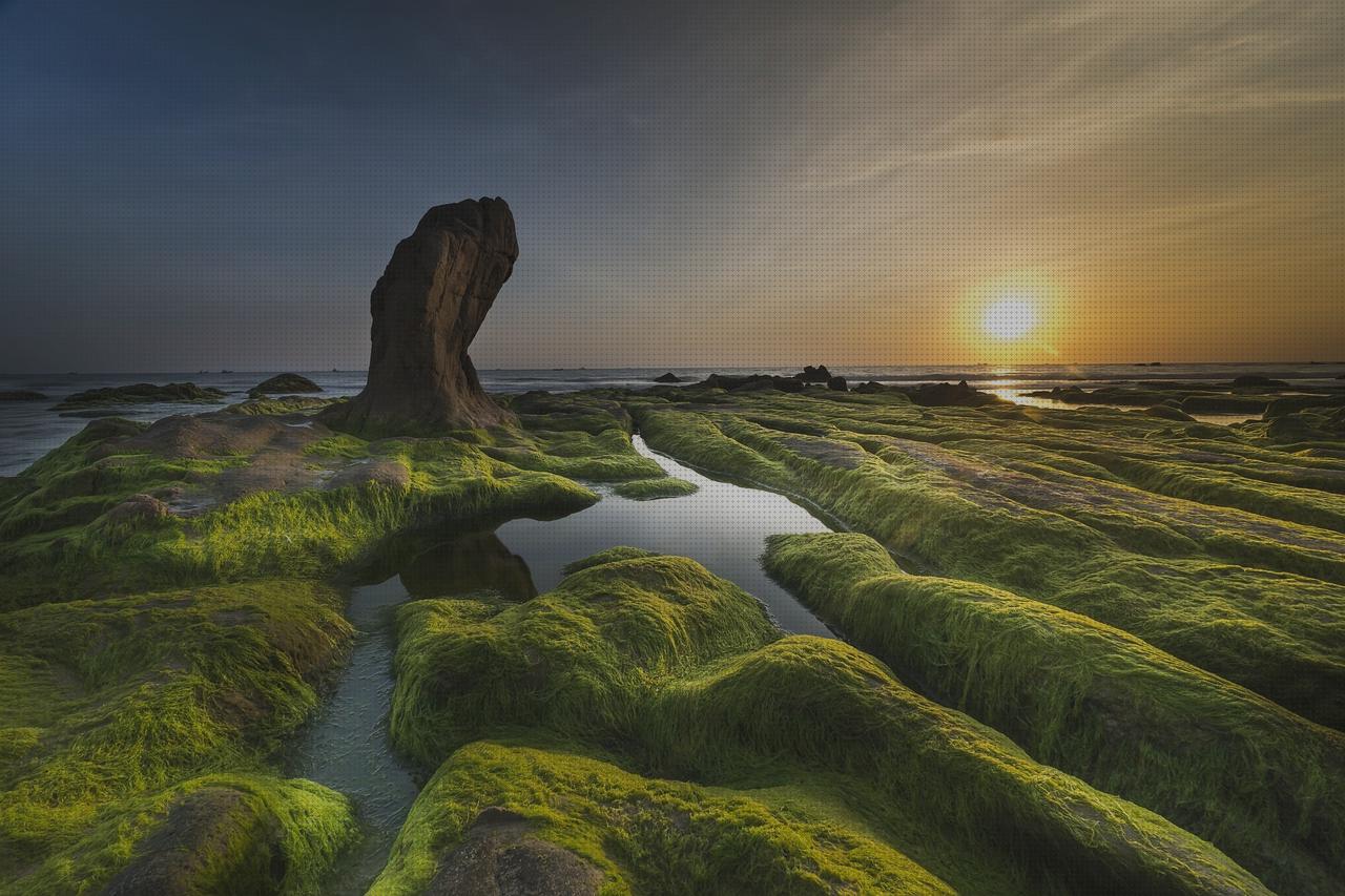 Los 20 Mejores algae shocks bajo análisis