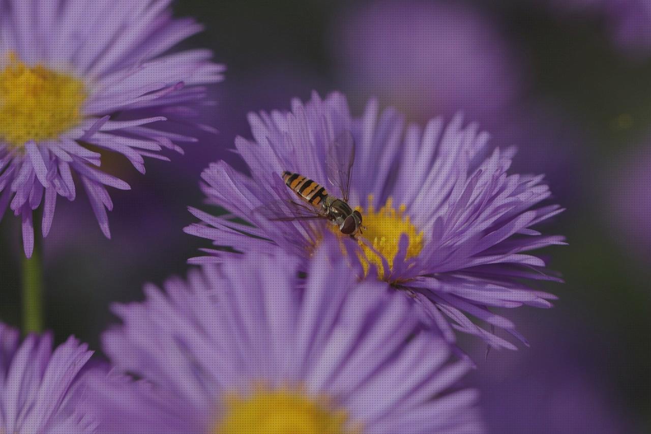 3 Mejores aster top