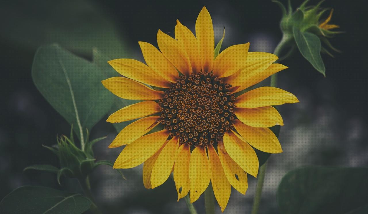 Análisis de los 16 mejores balboas spas