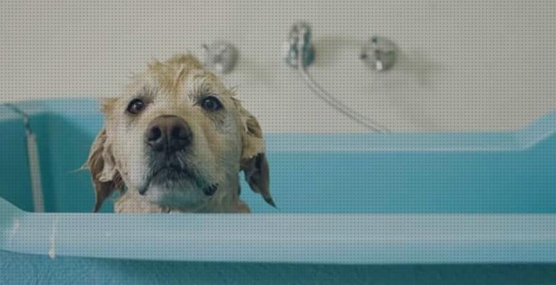 Las mejores marcas de piscina perros bañera limpiar perros profesional