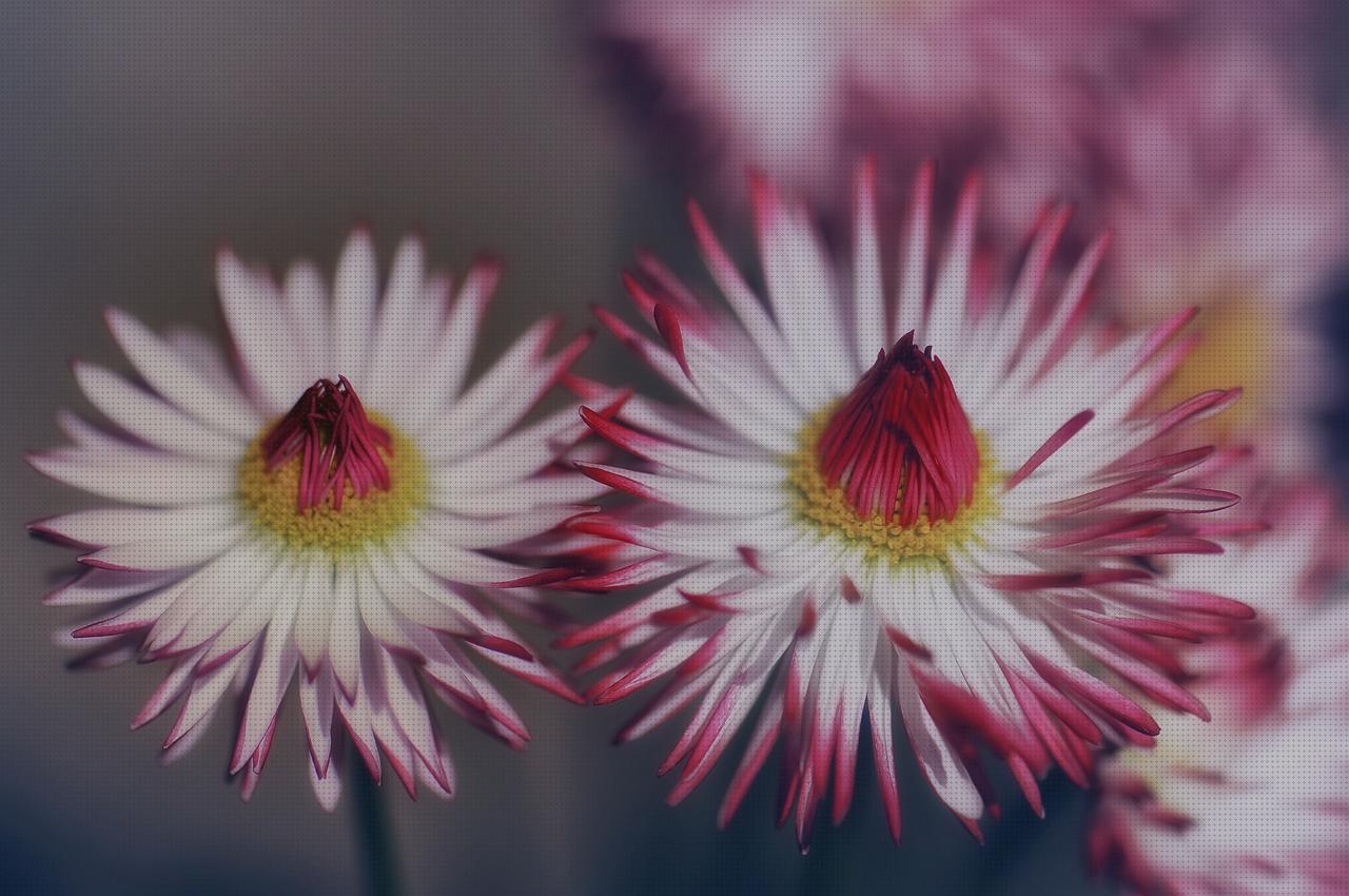 Review de belly garden