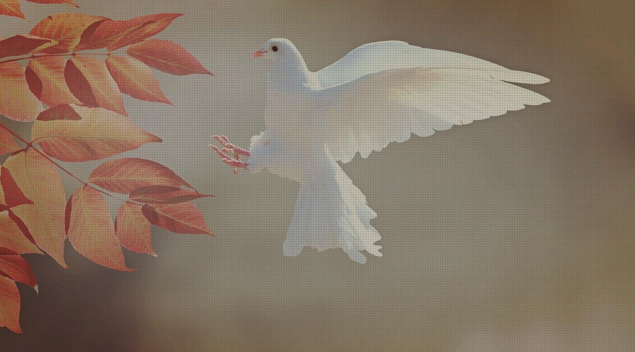 Las mejores marcas de cultivador de jardin minus spa jacuzzi exterior roca broadway bird riego