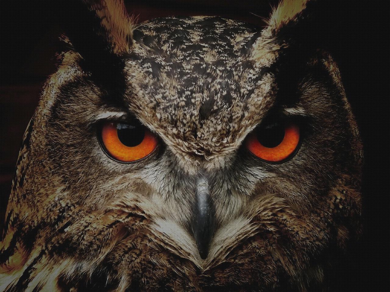 Las mejores cultivador de jardin minus spa jacuzzi exterior roca broadway bird riego