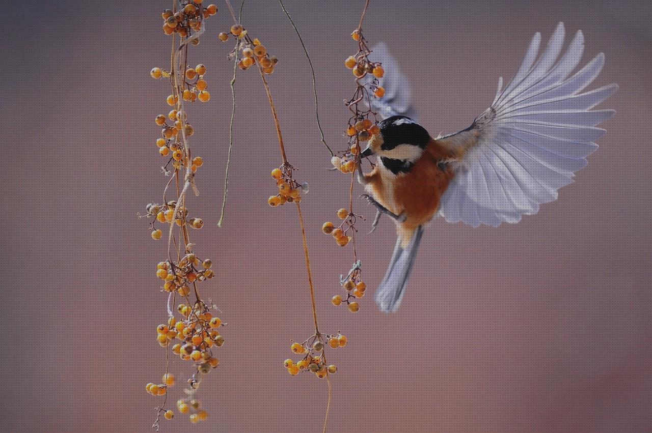 Review de bird riego