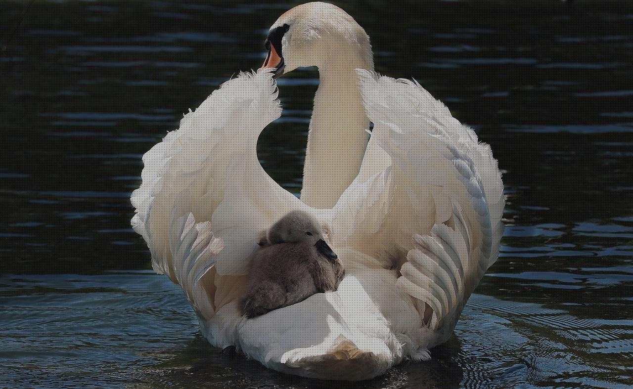 ¿Dónde poder comprar cisne piscina piscina desmontable rectangular acero 400 x 211 cm bombilla piscina pls 400 bç cisne blanco hinchable?