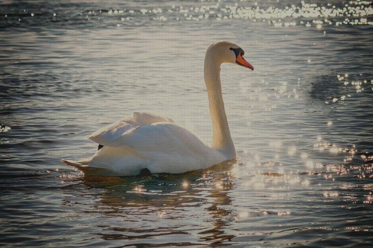Las mejores marcas de cisne piscina piscina desmontable rectangular acero 400 x 211 cm bombilla piscina pls 400 bç cisne blanco hinchable
