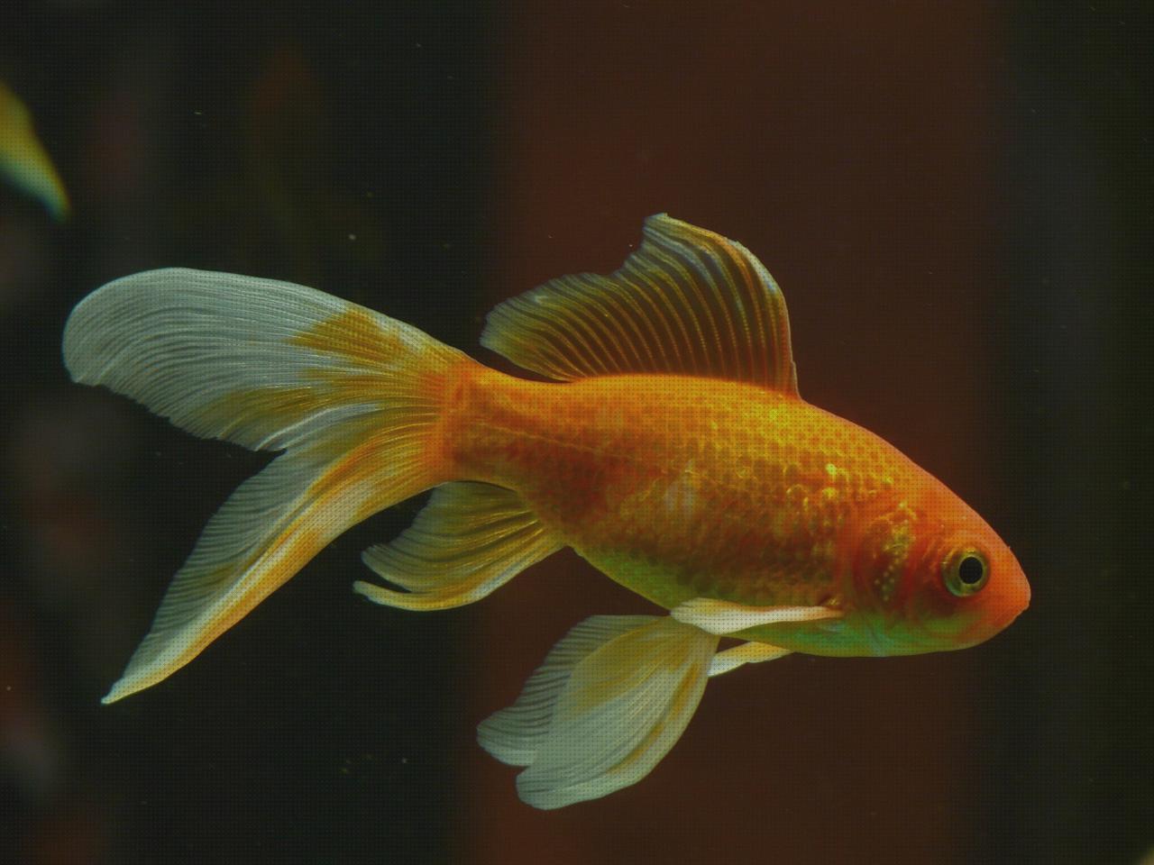 Las mejores marcas de piscina peces infantil Más sobre bañera porcelanosa hidromasaje juguete agua peces bolitas