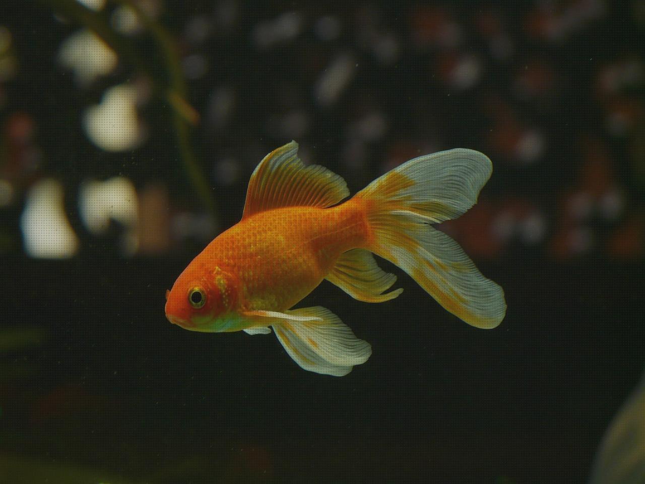 Opiniones de los 22 mejores Juguetes Aguas Peces Bolitas