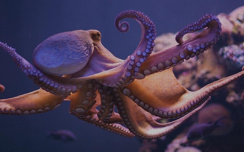¿Dónde poder comprar Más sobre noria agua juguete Más sobre aquaparx spa hinchable Más sobre bañera hidromasaje de la fone juguete pulpo tentaculos agua?