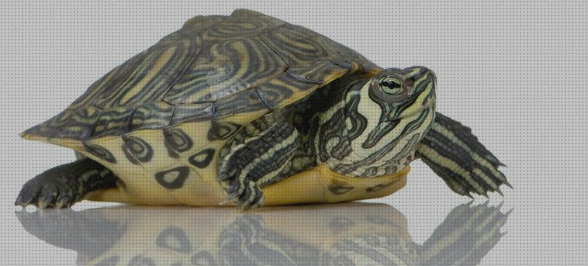 Las mejores juguetes juguete tortuga agua