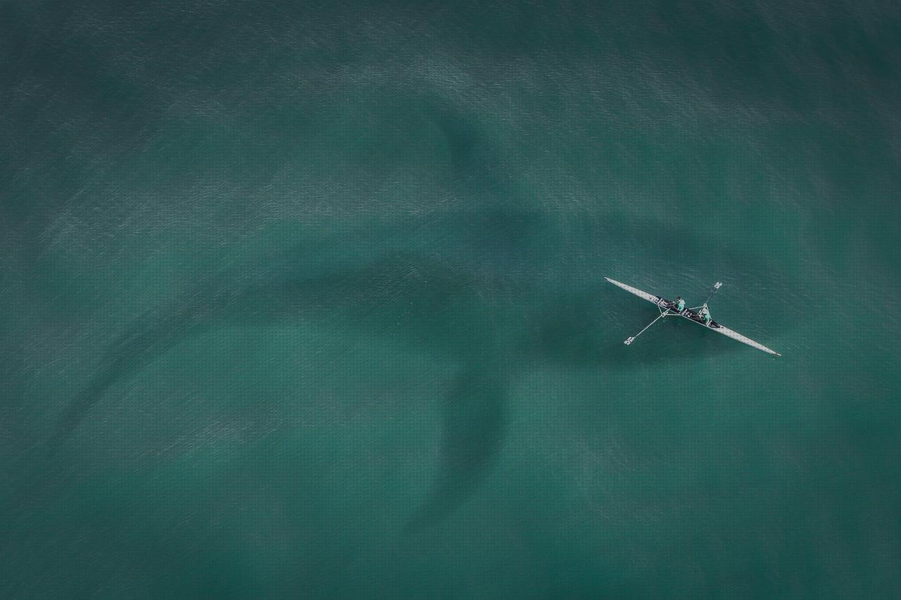 Los 17 Mejores kayaks wave a la venta