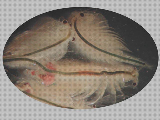 Análisis de los 20 mejores Monitos De Aguas Juguetes