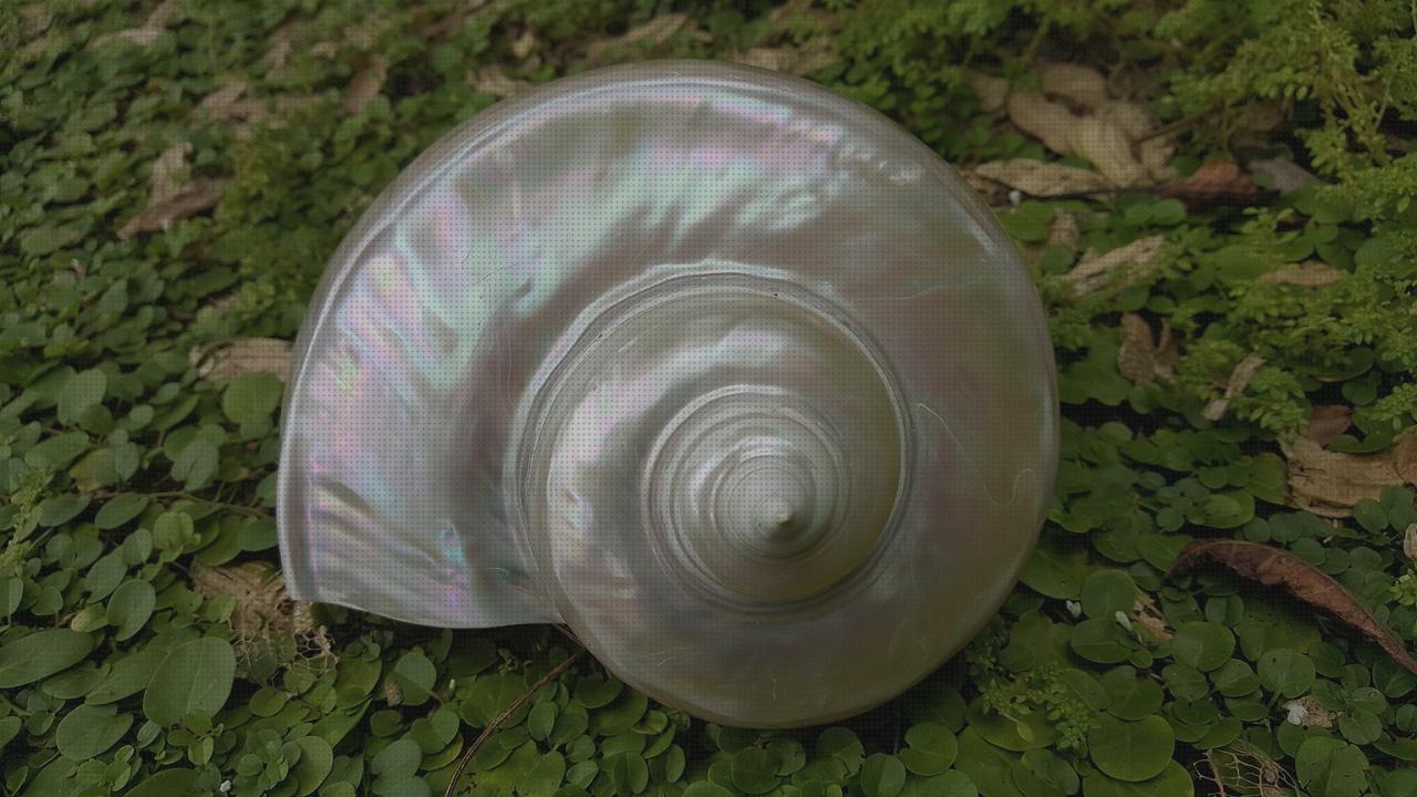Las mejores marcas de piscina nautilus desmontable piscina sobrepuesta piscina 300x175x80 nautilus kayak