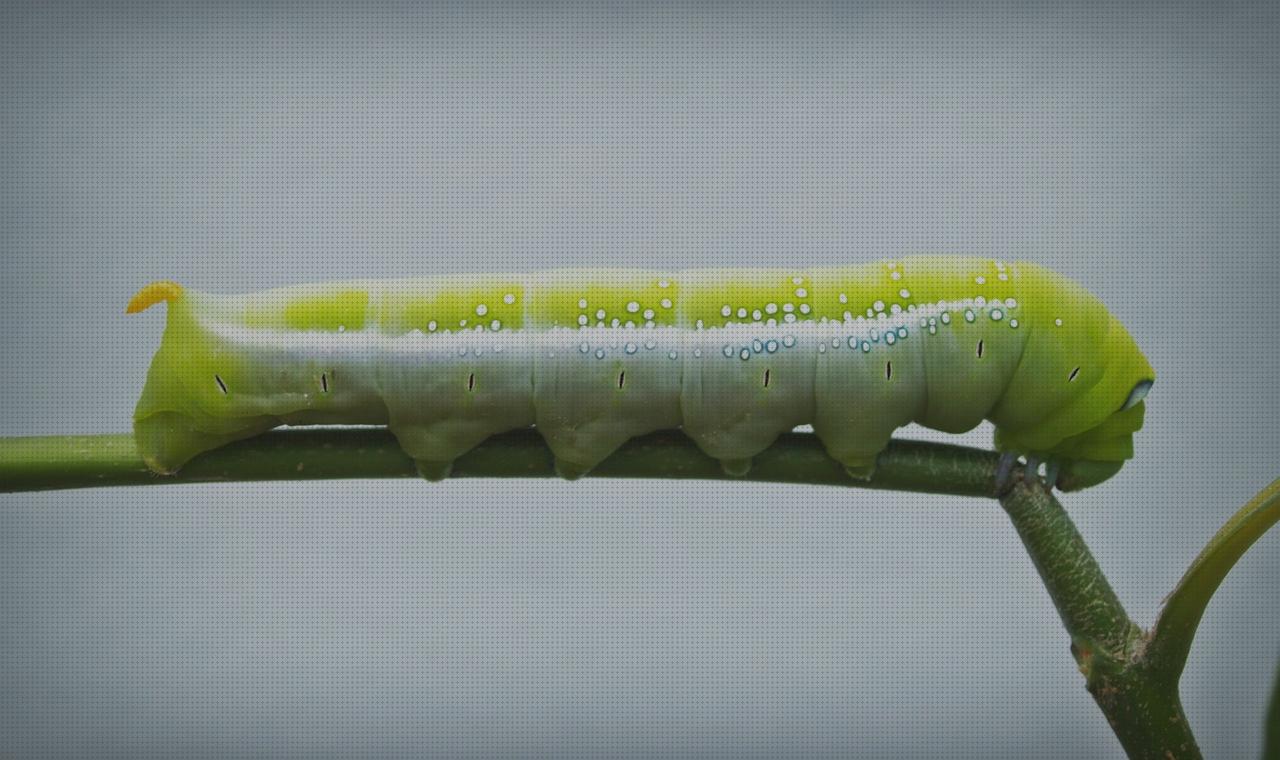 7 Mejores orugas azules