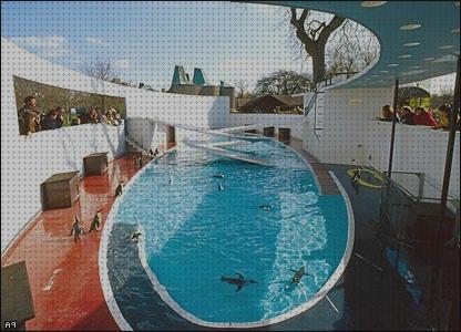 Las mejores pinguino piscina