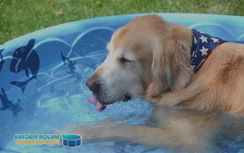 Opiniones de las 22 mejores Piscinas Desmontables Para Perros