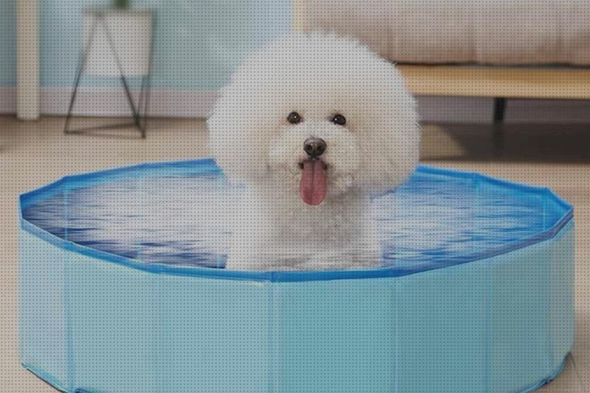 Las mejores piscina hinchable gatos