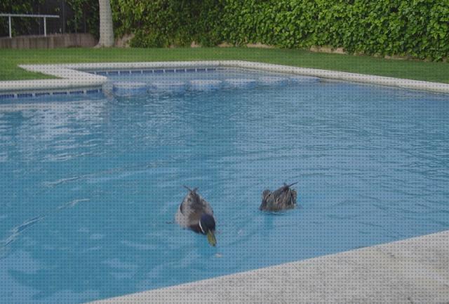 Review de las 20 mejores piscinas infalibles comunitarias bajo análisis