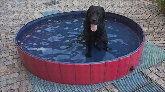 ¿Dónde poder comprar piscina perro 160?