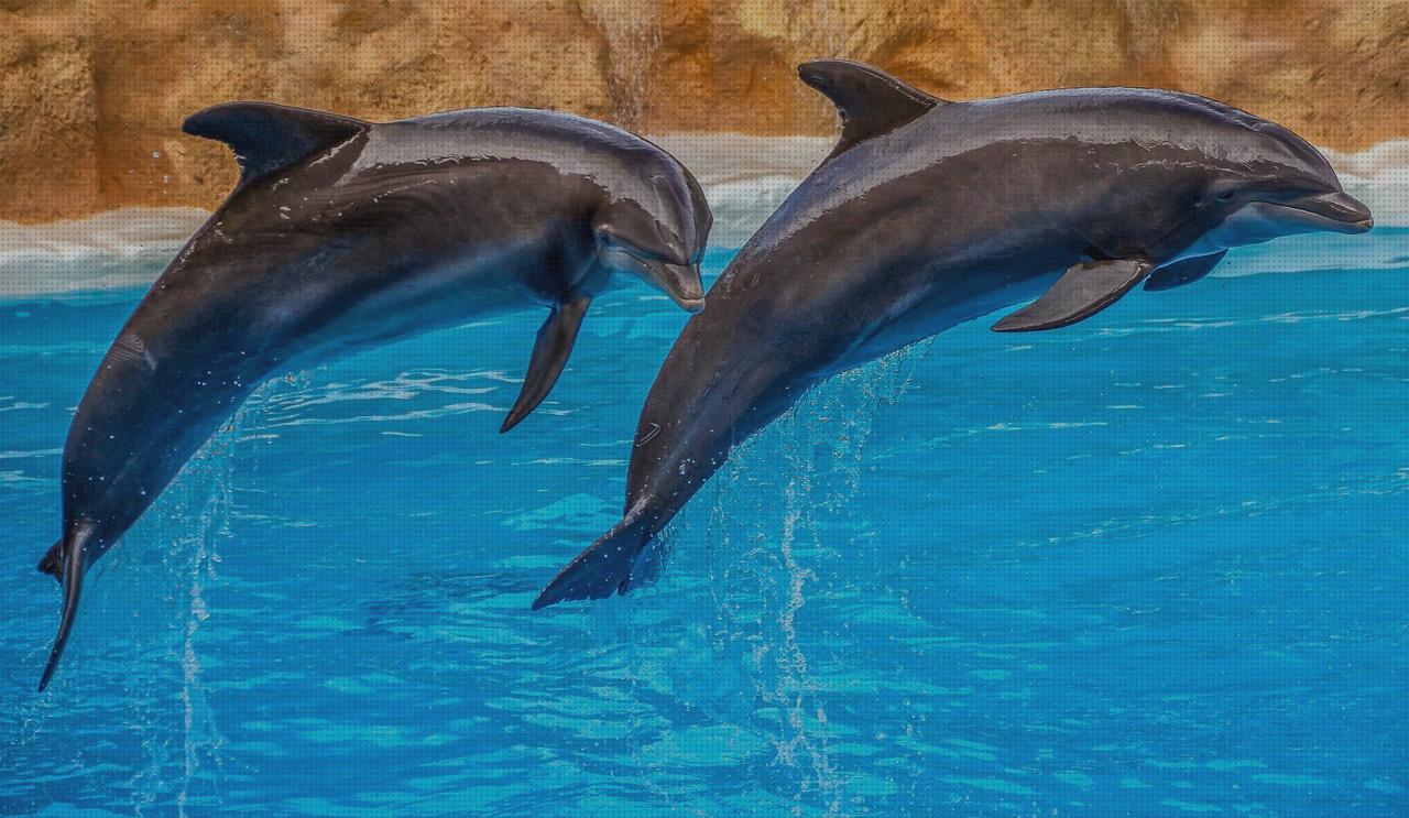 Las mejores marcas de pato hinchable piscina piscina desmontable rectangular acero 400 x 211 cm bombilla piscina pls 400 bç piscina pescar patos