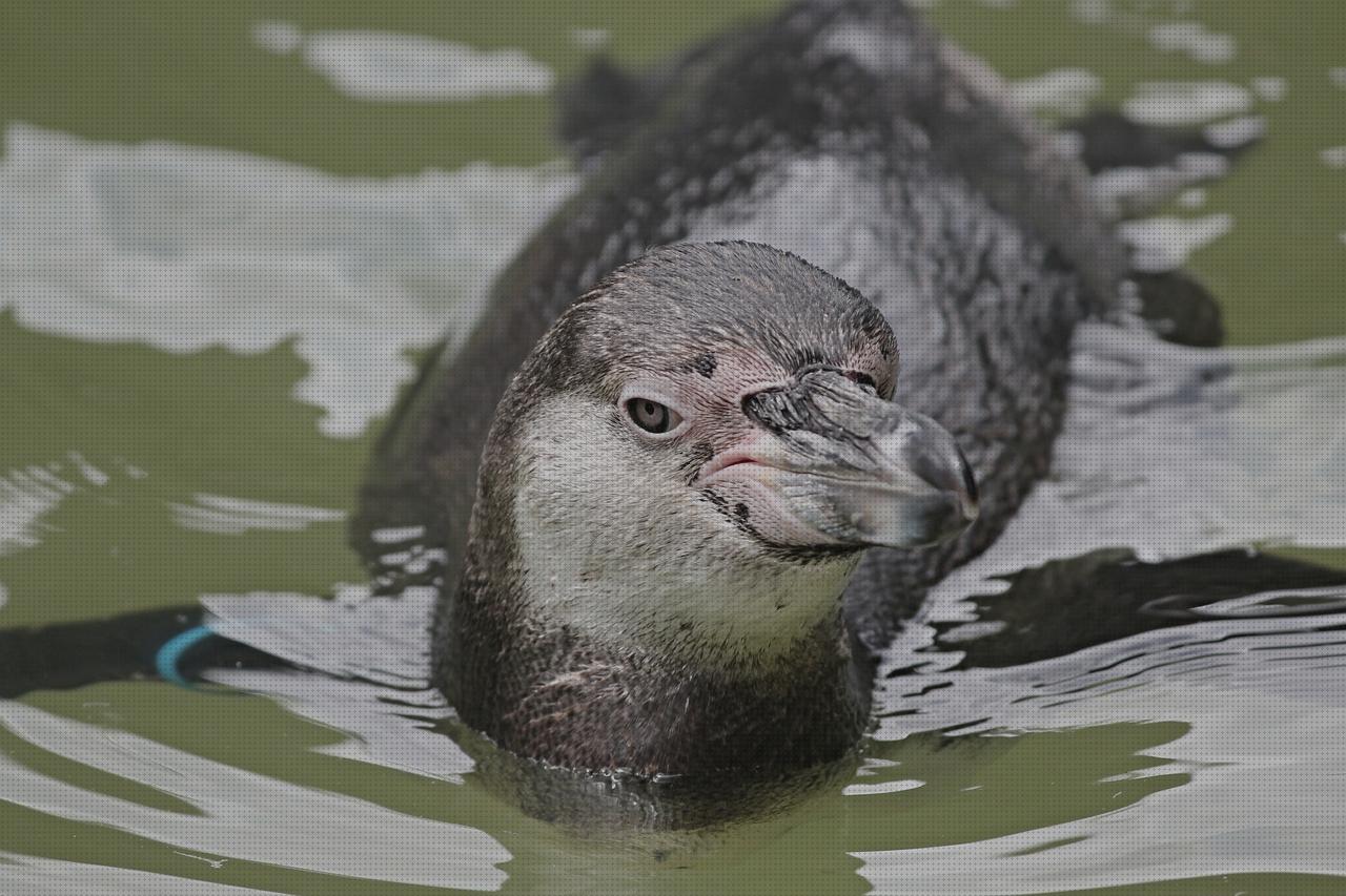 Las mejores piscinas piscina pinguino