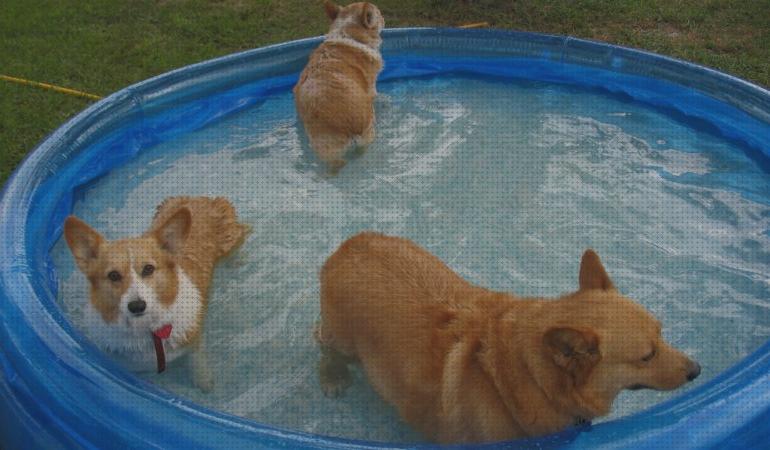 Análisis de las 26 mejores Piscinas De Plásticos Para Perros