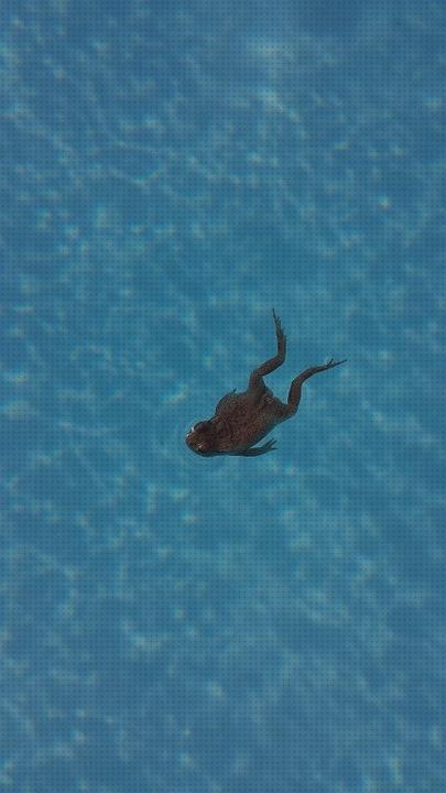 ¿Dónde poder comprar piscinas de acero ofertas piscinas ofertas piscinas piscina rana?