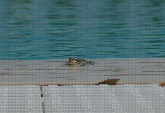 16 Mejores piscinas ranas