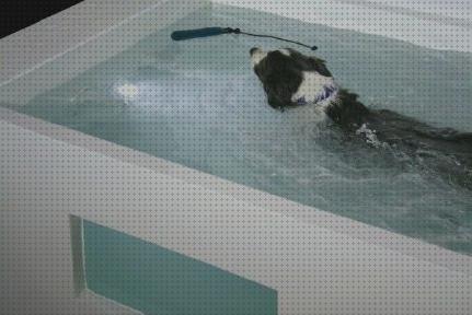 Las mejores 8 Piscinas Rehabilitacion Para Perros