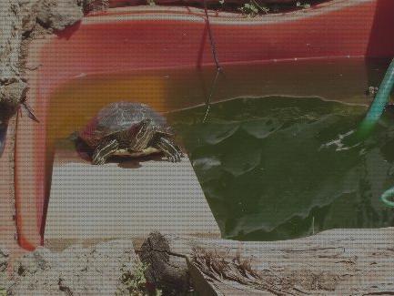 ¿Dónde poder comprar Más sobre laminas piscinas piscinas piscina tortuga plástico?