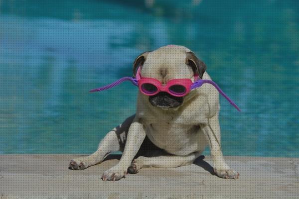 Review de piscinas mascotas
