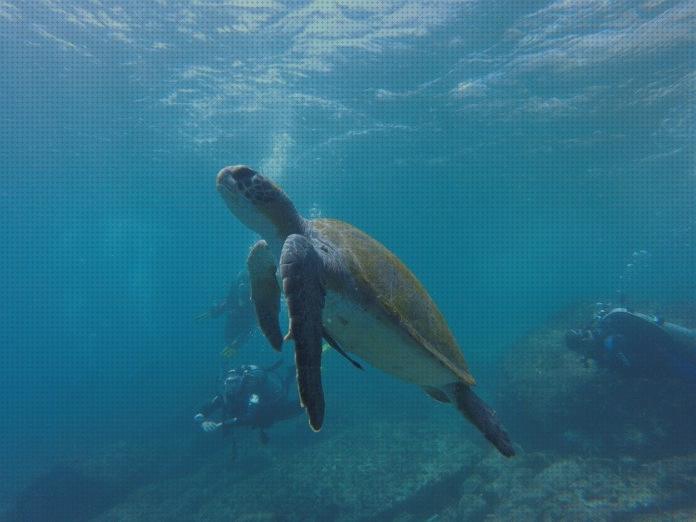 Las mejores marcas de Más sobre laminas piscinas piscinas piscina tortuga plástico