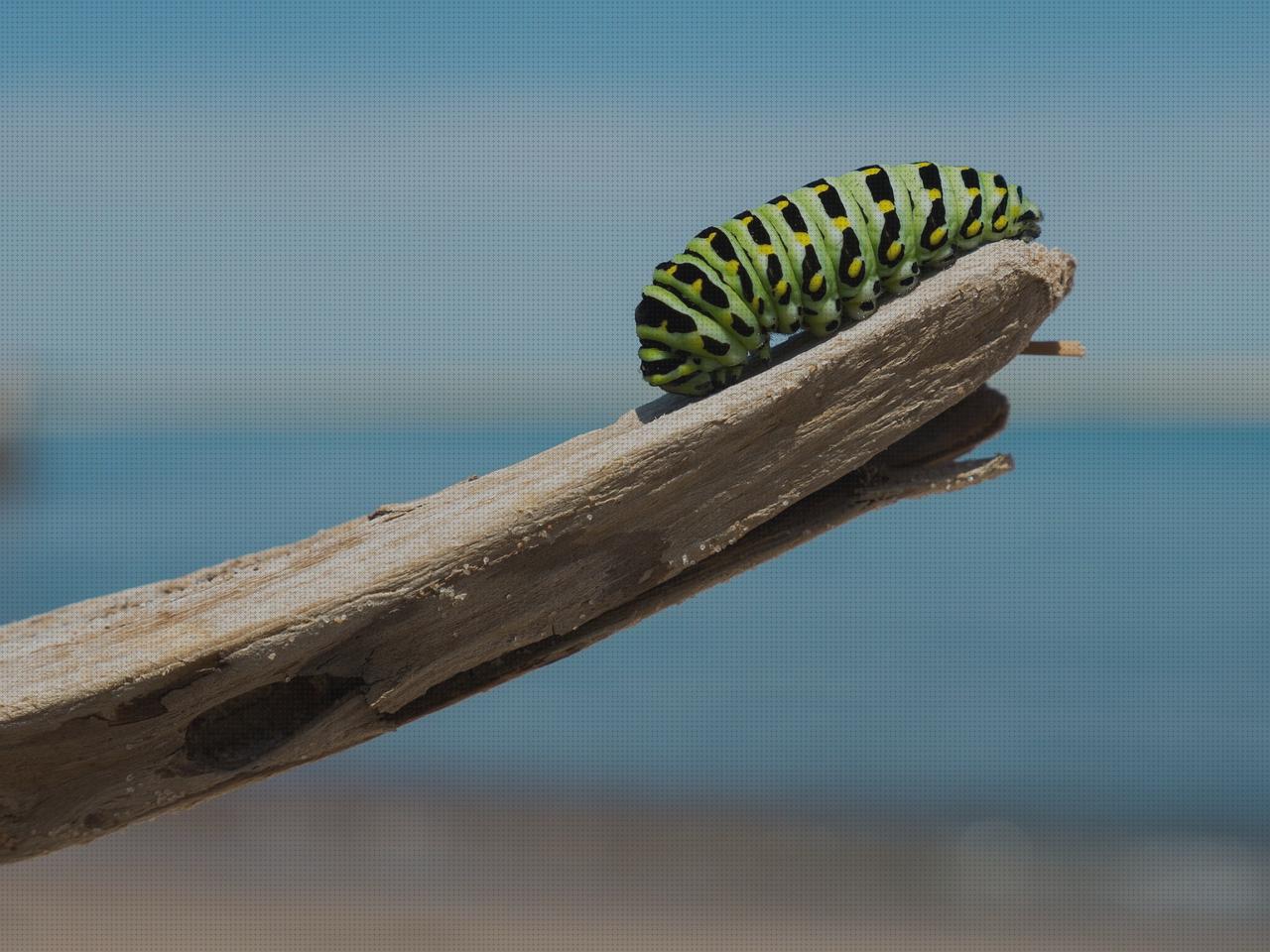 13 Mejores transformadores piscinas