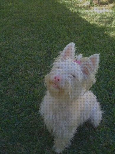 Review de yorsay albino